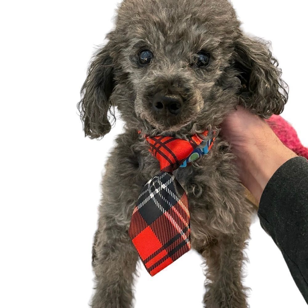 Dog Tartan Tie Adjustable Small Accessory Handmade NWT